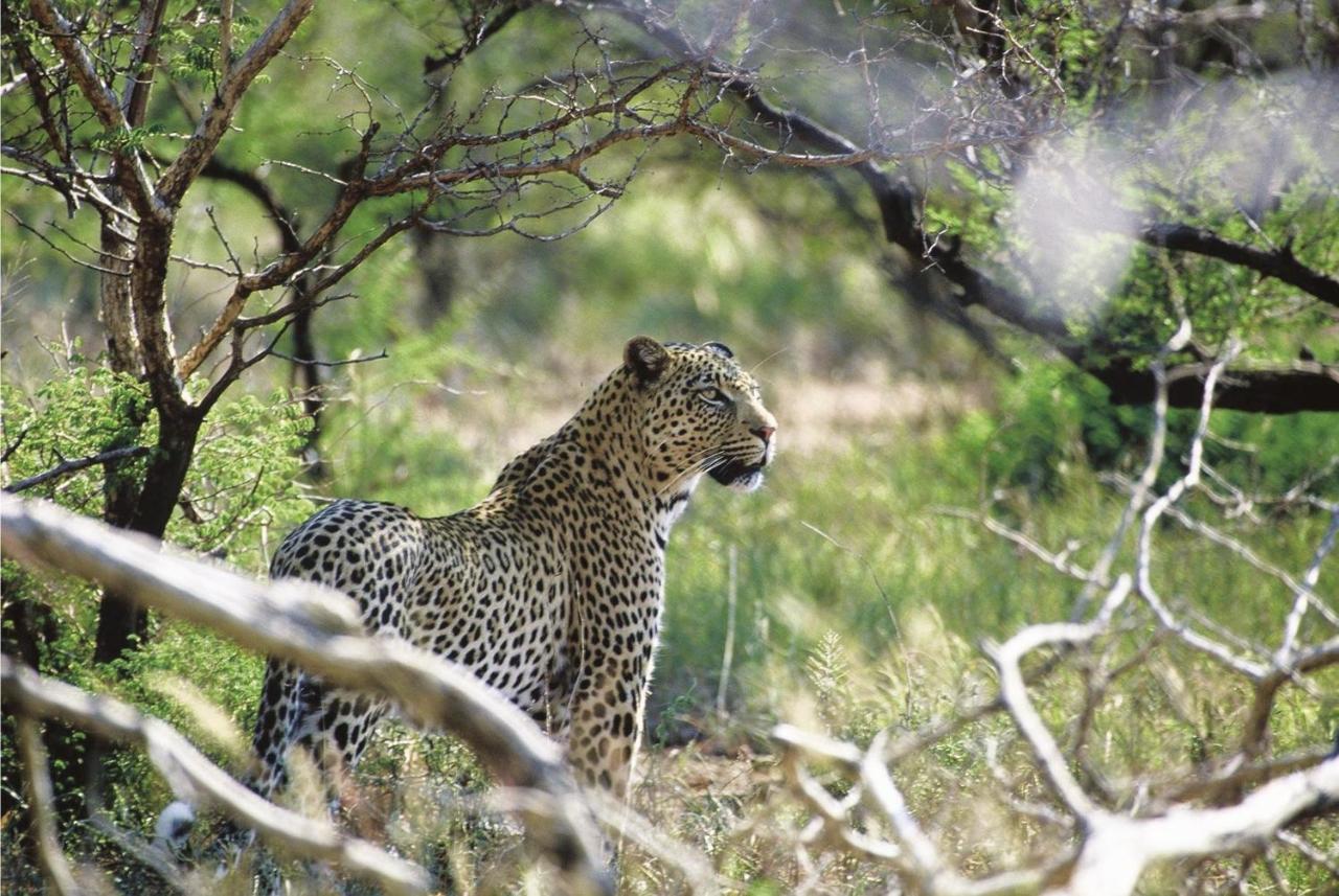 Tuningi Safari Lodge Madikwe Game Reserve Exterior photo